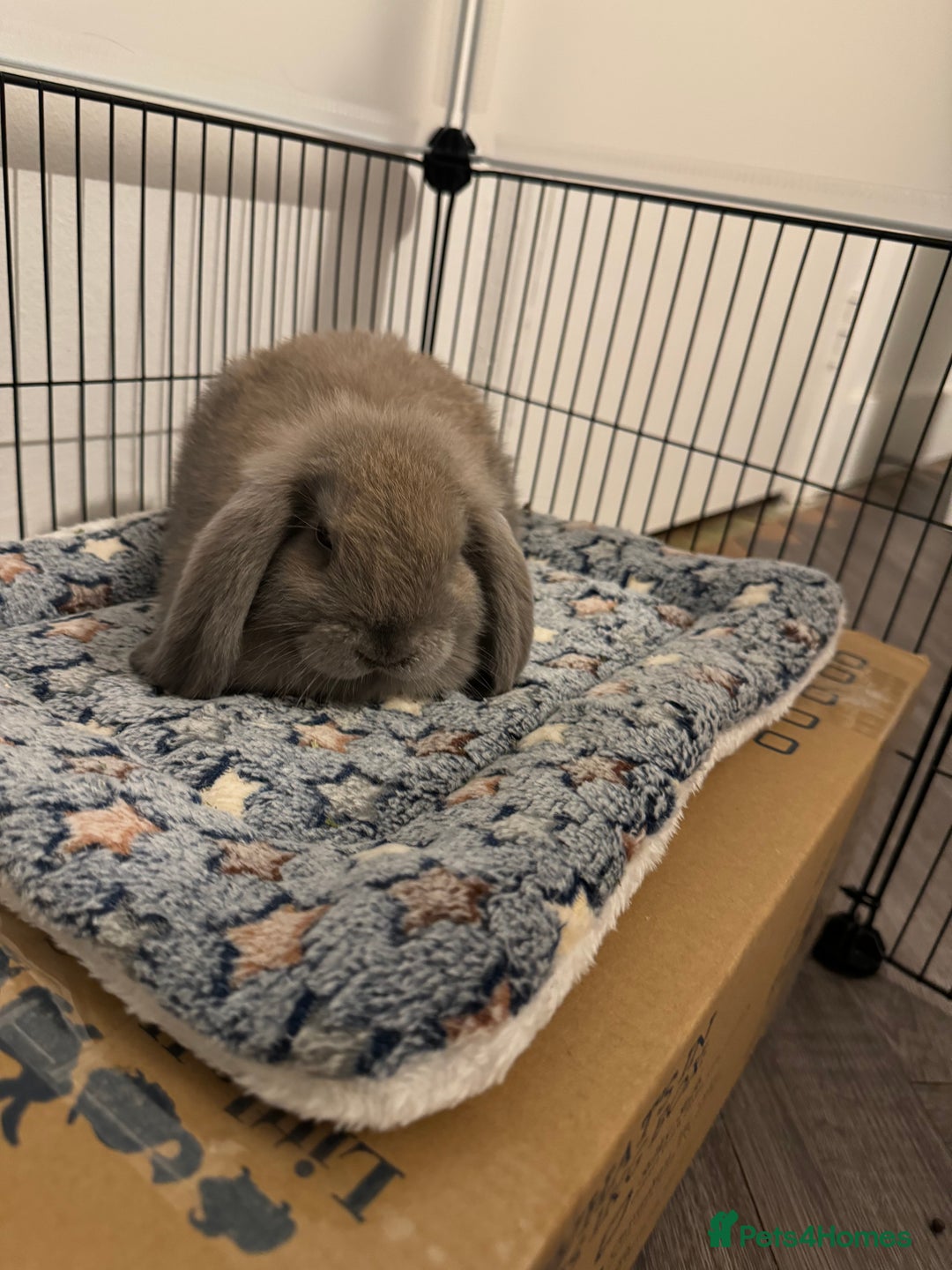 Mini Lop rabbits for sale: Rabbit looking for loving home  - Image 3