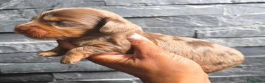 Chocolate and Tan Dapple ( Darker Markings) 