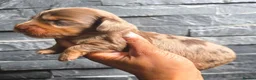 Miniature Dachshund dogs for sale: True Long Hair Minature Dachshunds - Advert 14