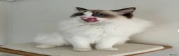 Ragamese cats for sale: Ragdoll Siamese Kittens in Aylesford - Advert 14