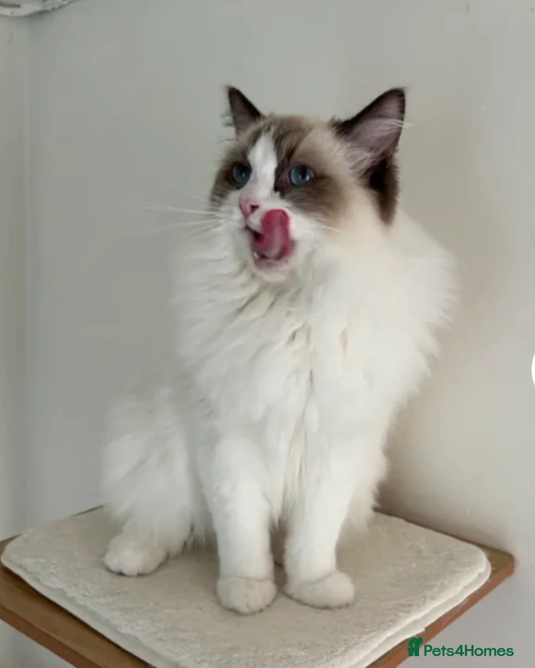 Ragamese cats for sale: Ragdoll Siamese Kittens in Aylesford - Advert 14