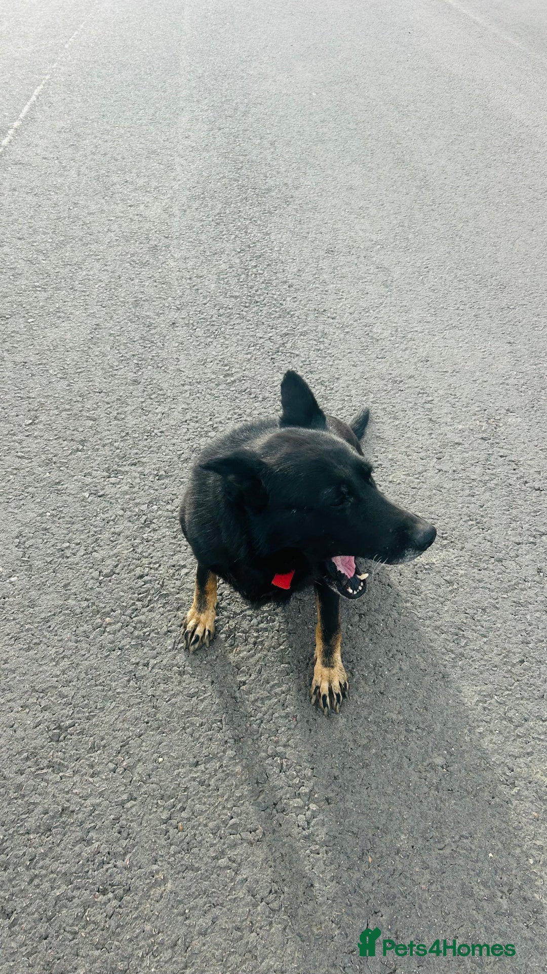 German Shepherd dogs for sale: 🐾 Trained German Shepherd “Cuba”Loving Family Dog - Image 17