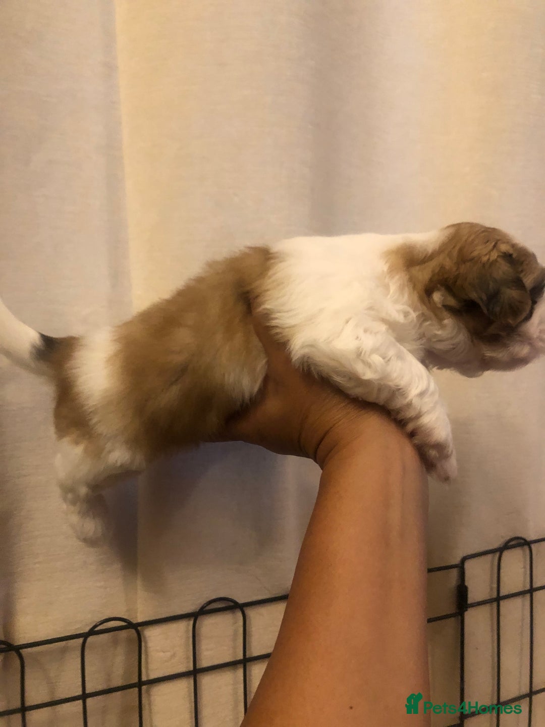 Shih Tzu dogs for sale: Angel’s Shih zhus  - Image 4