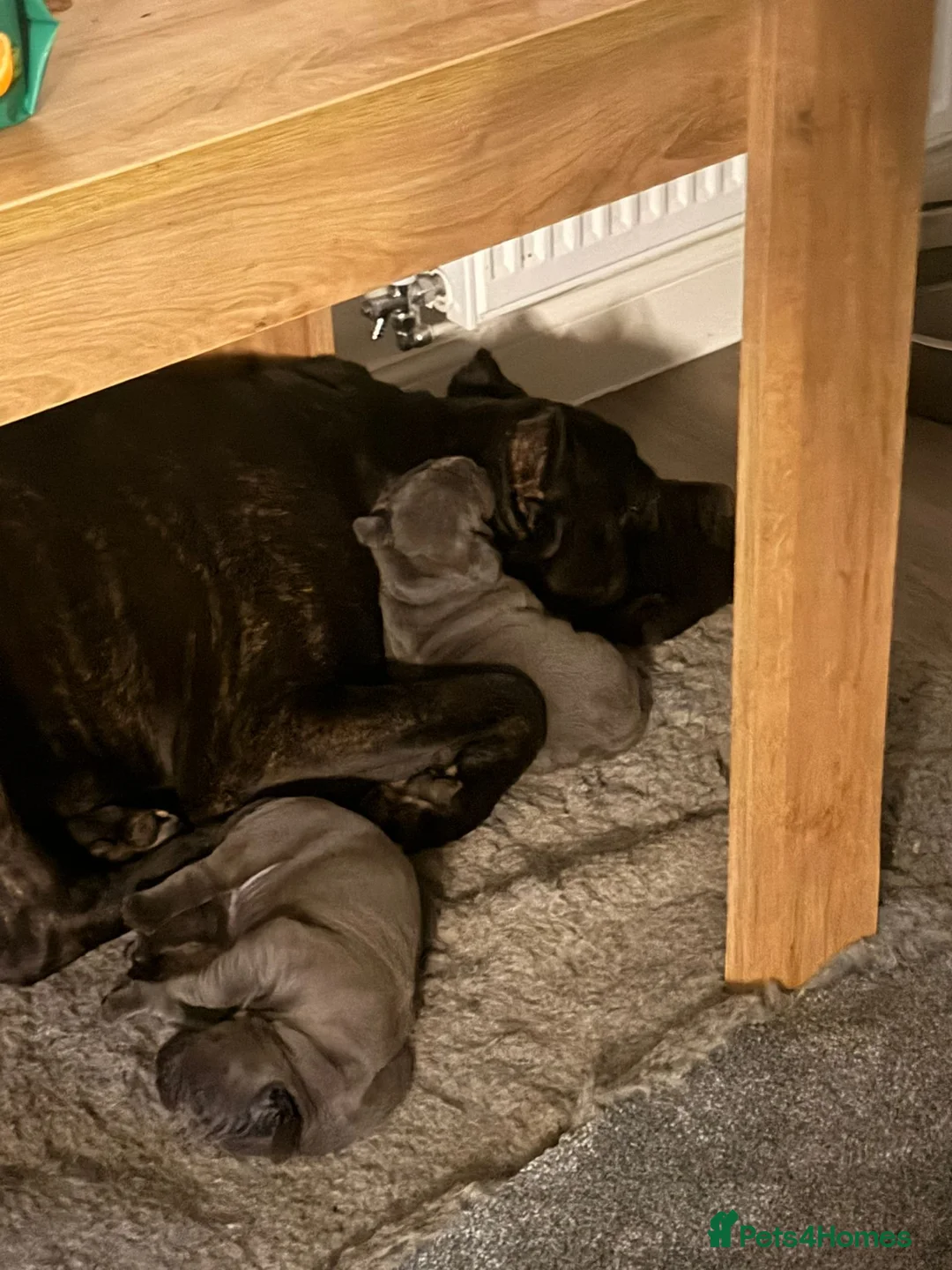 Cane Corso dogs for sale: Rare Blue Cane Corso Male | European Bloodlines - Advert 2