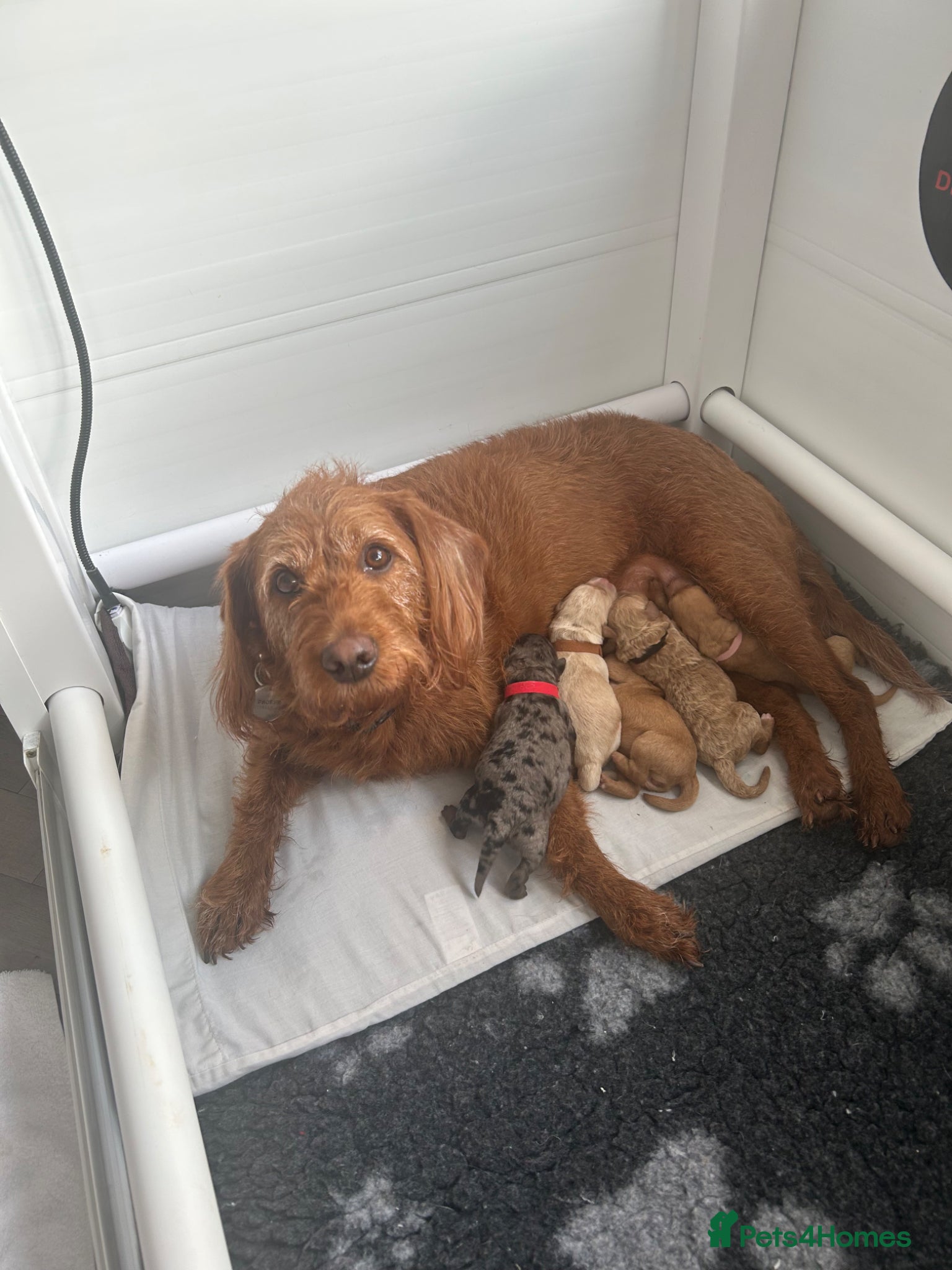 Labradoodle dogs Stunning Coloured Mini Labradoodles F1b - Advert 1