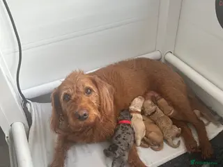 Labradoodle dogs Stunning Coloured Mini Labradoodles F1b - Advert 1