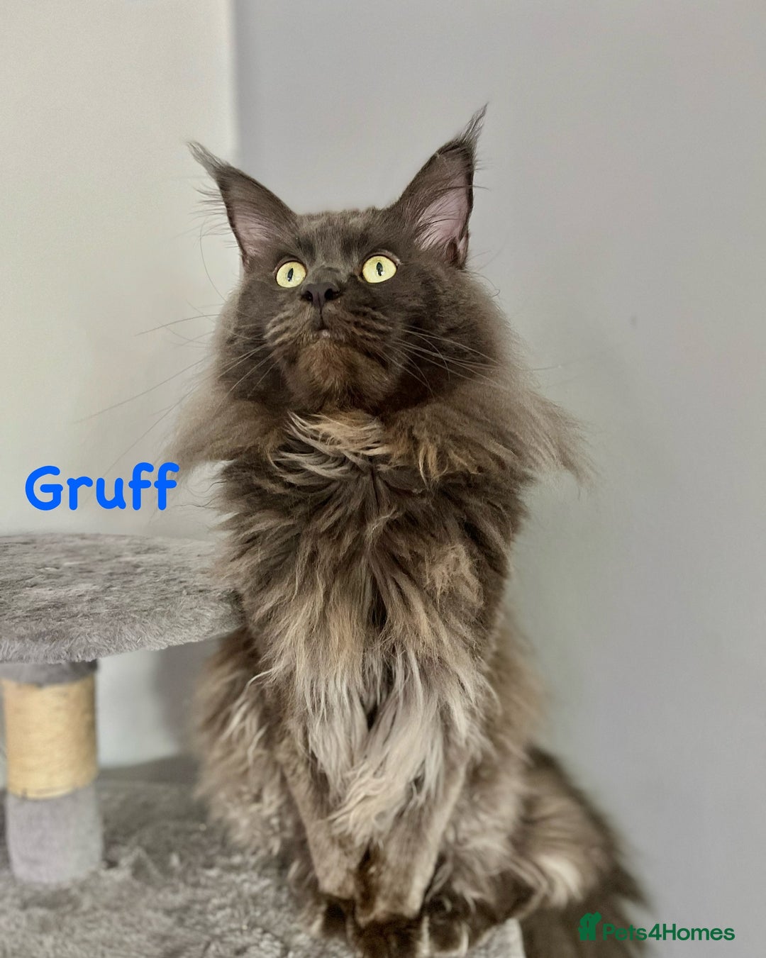 Maine Coon cats for sale: *READY* Stunning Tica Maine Coons - Image 17