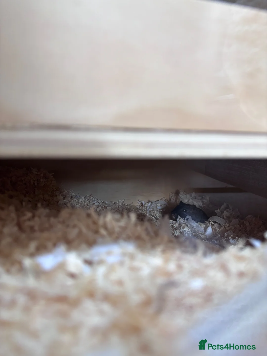Gerbil rodents for sale: 2 young male gerbils for sale - Advert 2