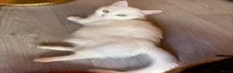 Munchkin cats for sale: Munchkin female  - Advert 2