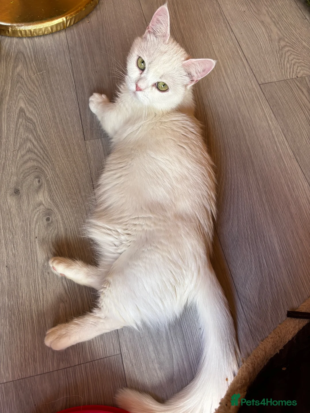 Munchkin cats for sale: Munchkin female  - Advert 2
