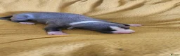 Whippet dogs for sale: KC HEALTH AND HEART TESTED WHIPPETS - Advert 11