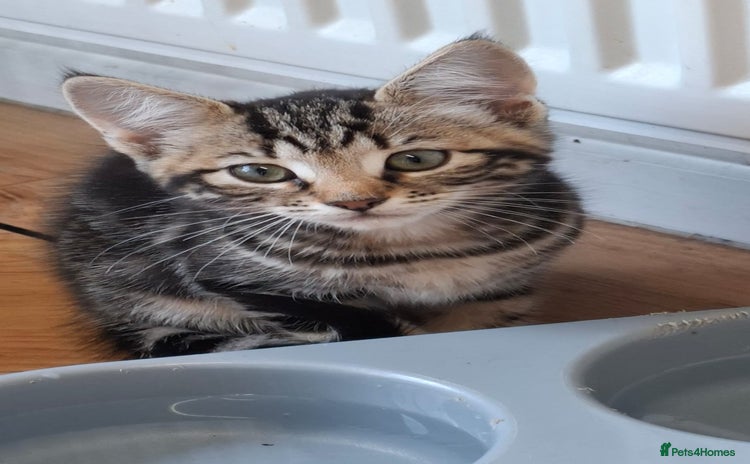 Mixed Breed cats - Advert 10