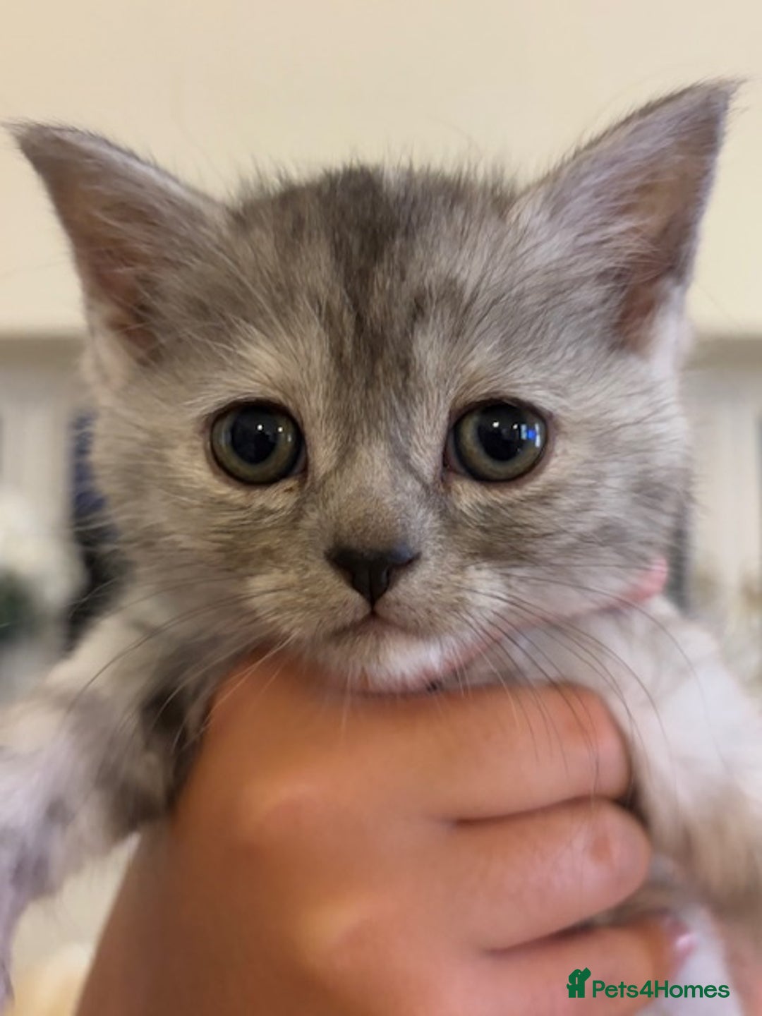 Persian cats for sale: Persian Cross Kittens - GCCF Registered parents - Image 7