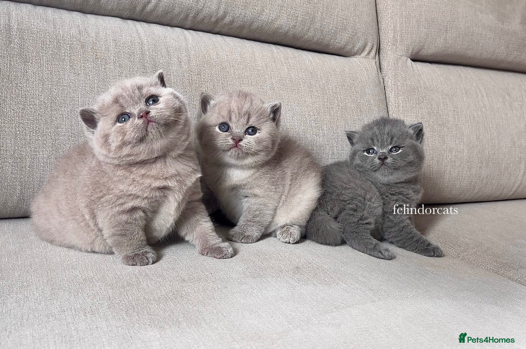 British Shorthair cats ✨ Top quality Lilac British shorthair ✨ - Advert 4