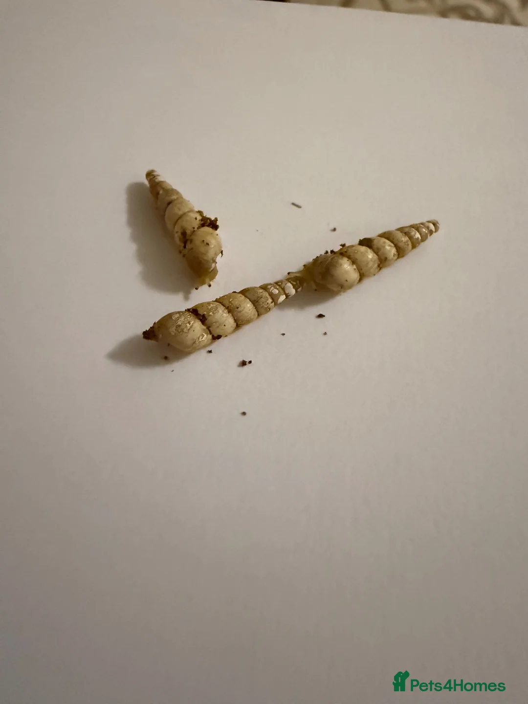 Snails invertebrates for sale: Unicorn snails - Advert 3