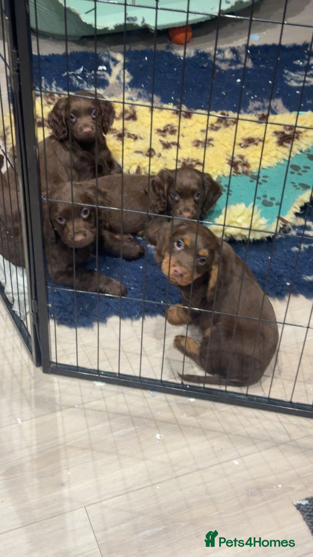 Cocker Spaniel dogs for sale: Pedigree health tested 5 generation pup available  - Advert 4