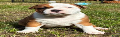 Staffordshire Bull Terrier 3
