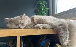 Scottish Fold cats for sale: Bear - 7 Months old Scottish straight  - Image 3
