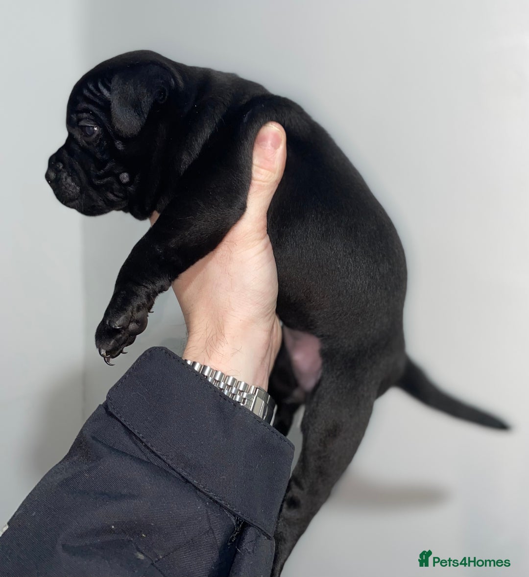 Staffordshire Bull Terrier dogs for sale: Full black Show Quality Staffy pups (Kassius Pup)  - Advert 14