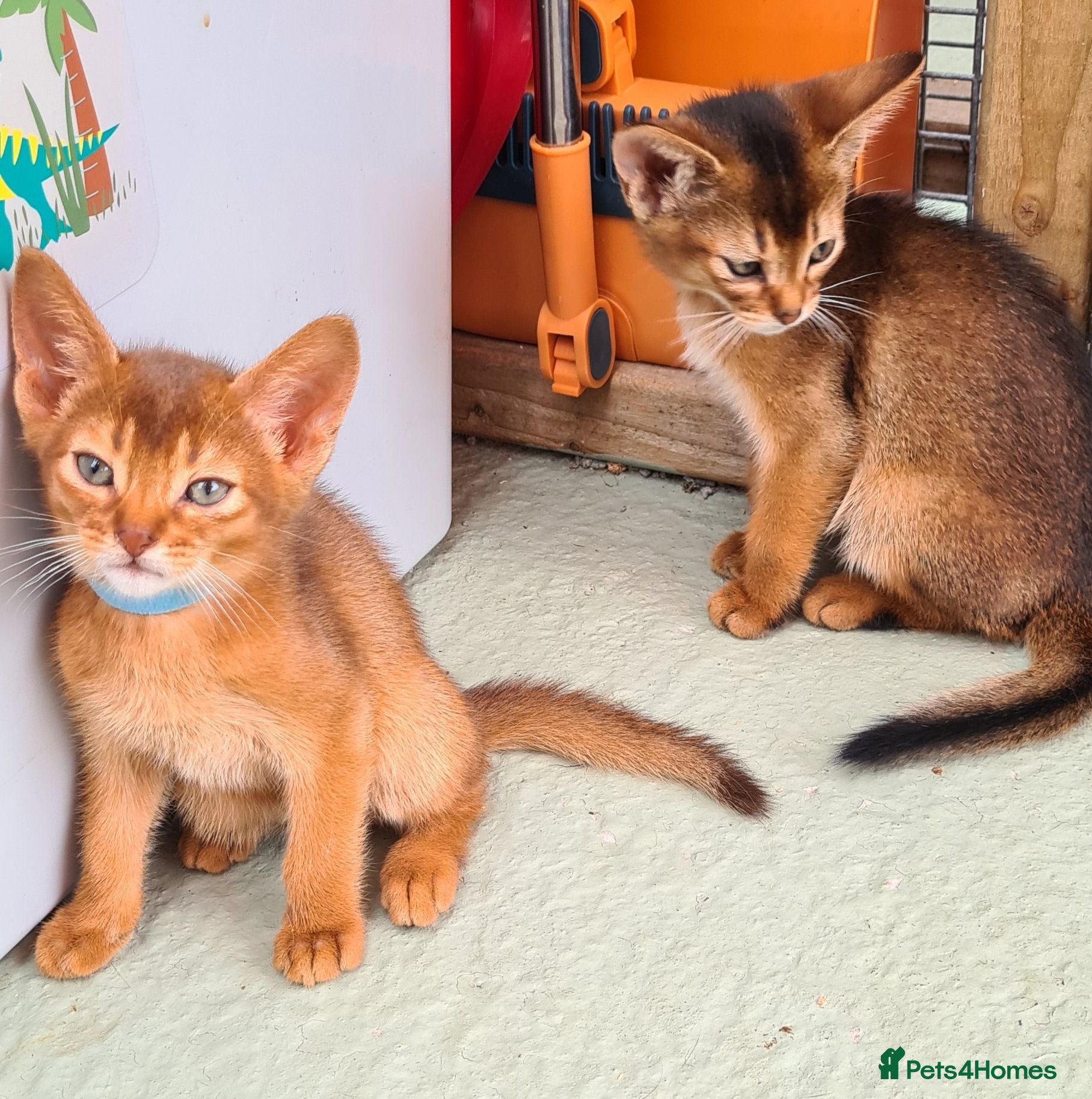 Abyssinian cats Pedigree tica reg Abyssinians - Advert 8