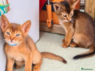 Abyssinian cats Pedigree tica reg Abyssinians - Advert 8