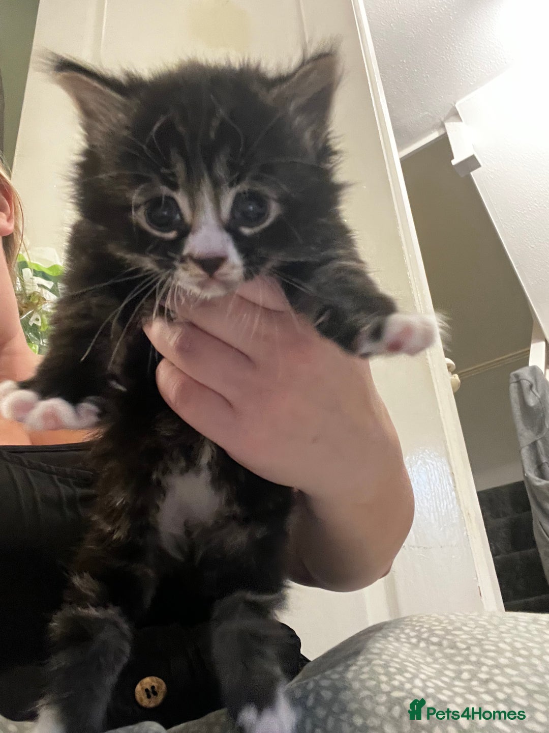 Mixed Breed cats for sale: Perfect Kittens  - Image 20