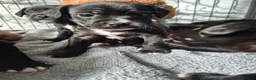 Mixed Breed dogs for sale: 🐾 Beautiful French Bulldog × Cockapoo Puppies 🐾 - Advert 21