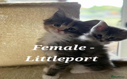 Maine Coon cats for sale: Stunning TICA Purebred Pedigree Maine Coon Kittens - Image 10
