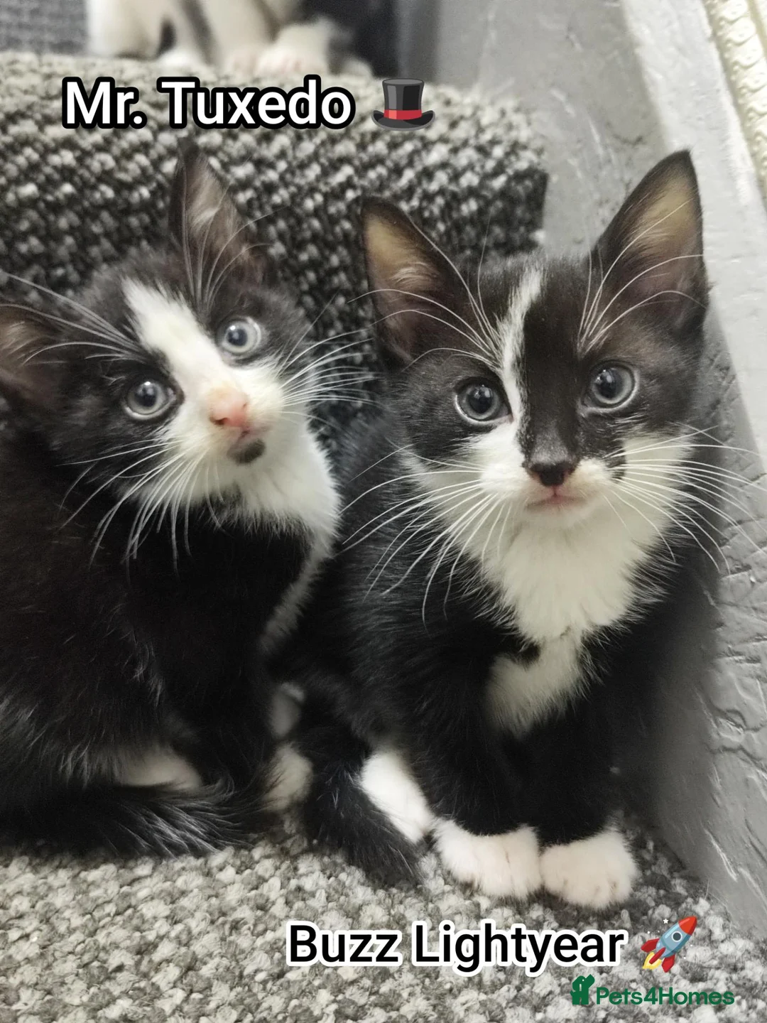 British Shorthair cats for sale: Cat litter of 4 - Advert 2
