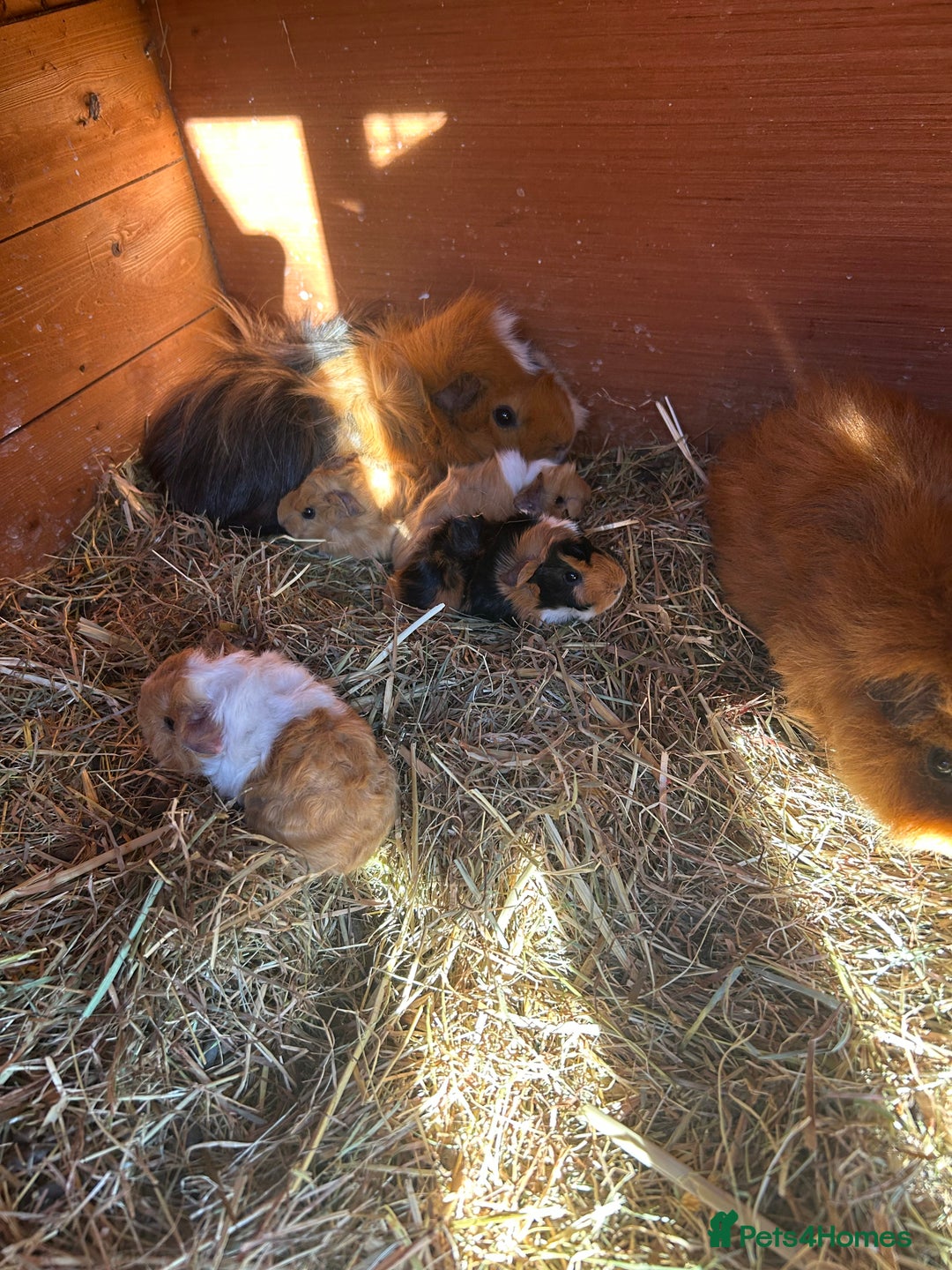 Guinea Pig rodents for sale: 2 young male guinea pigs for sale - Image 1