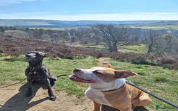 American Bulldog dogs for sale: American bulldog Arlo  - Image 6