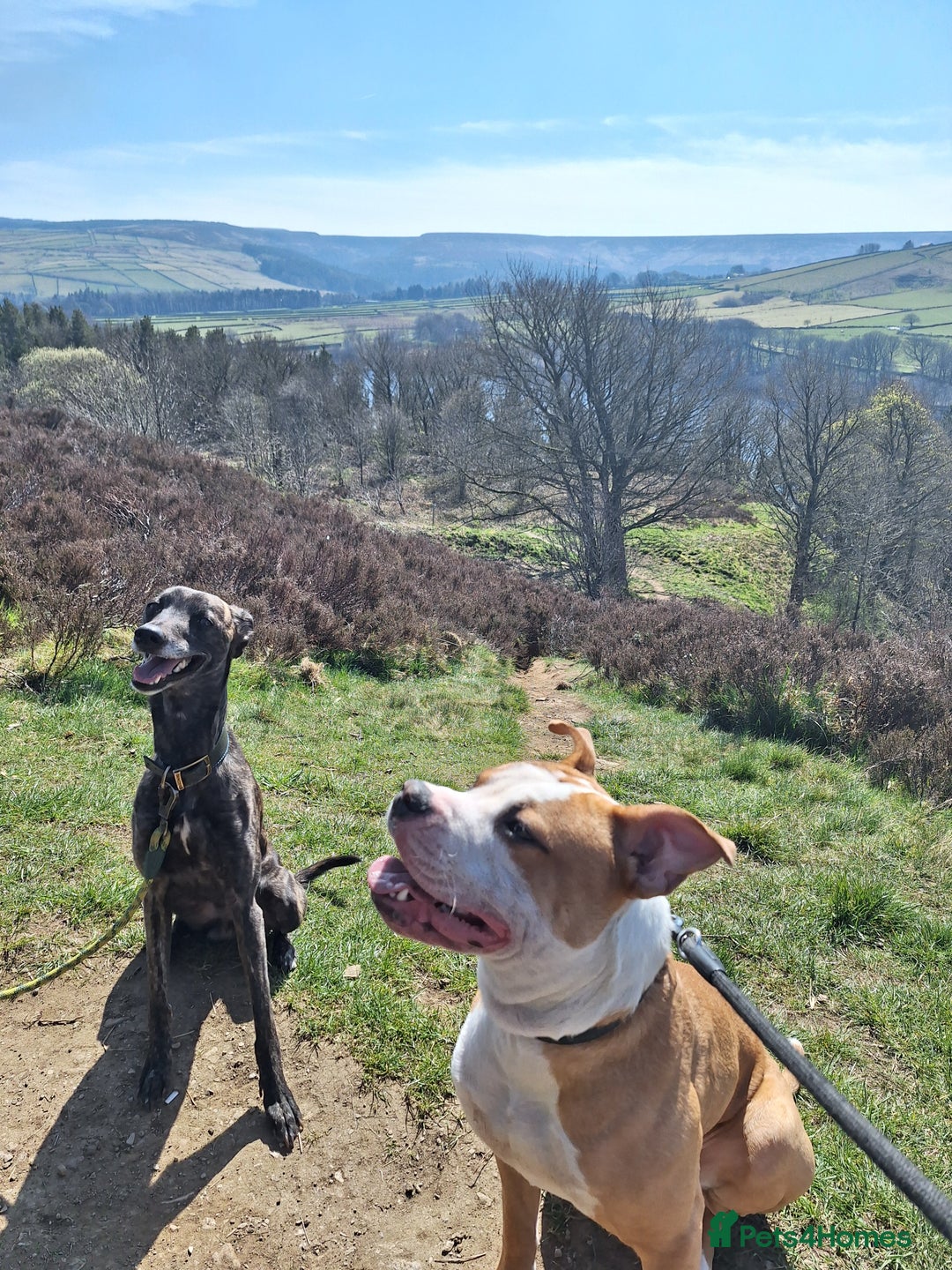 American Bulldog dogs for sale: American bulldog Arlo  - Image 6