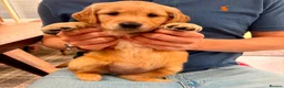 Golden Retriever dogs for sale: Golden Retriever puppy for adoption  - Advert 6