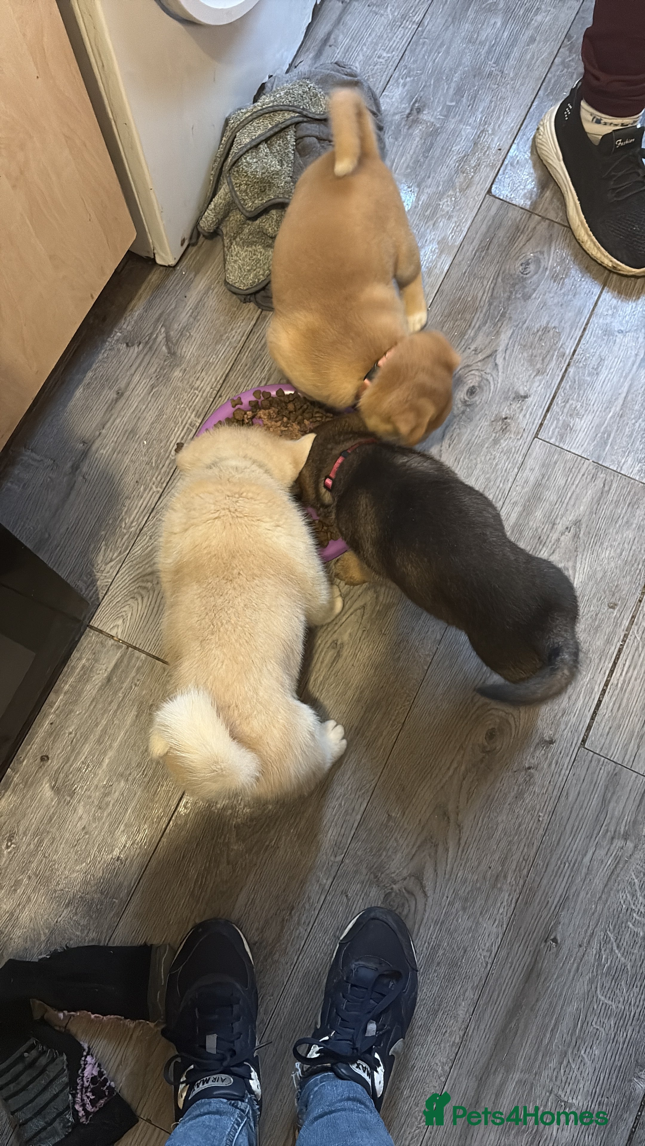 Mixed Breed dogs Akita cross - Advert 3