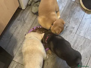 Mixed Breed dogs Akita cross - Advert 1