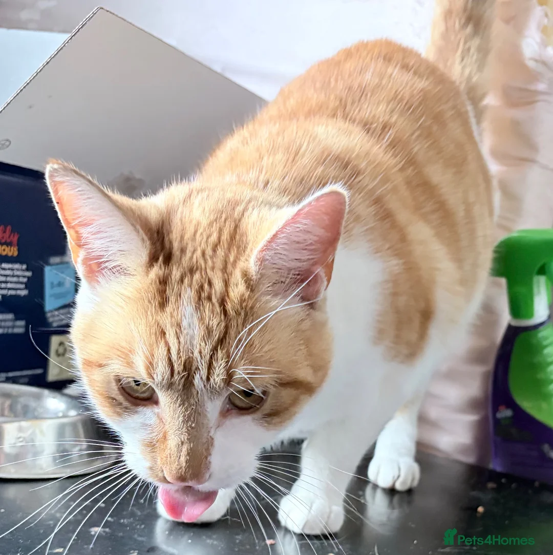 Mixed Breed cats for sale: Beautiful ginger female cat  - Advert 6