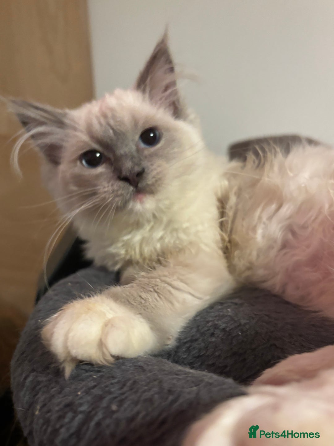 Ragdoll cats for sale: Beautiful ragdoll READY NOW - Advert 9