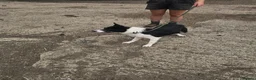 Border Collie dogs for sale: ‘Lass’ ISDS registered Border collie for sale  - Advert 4