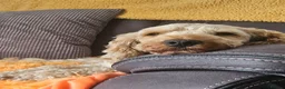 Cockapoo dogs for sale: Male cockapoo in Hull - Advert 7