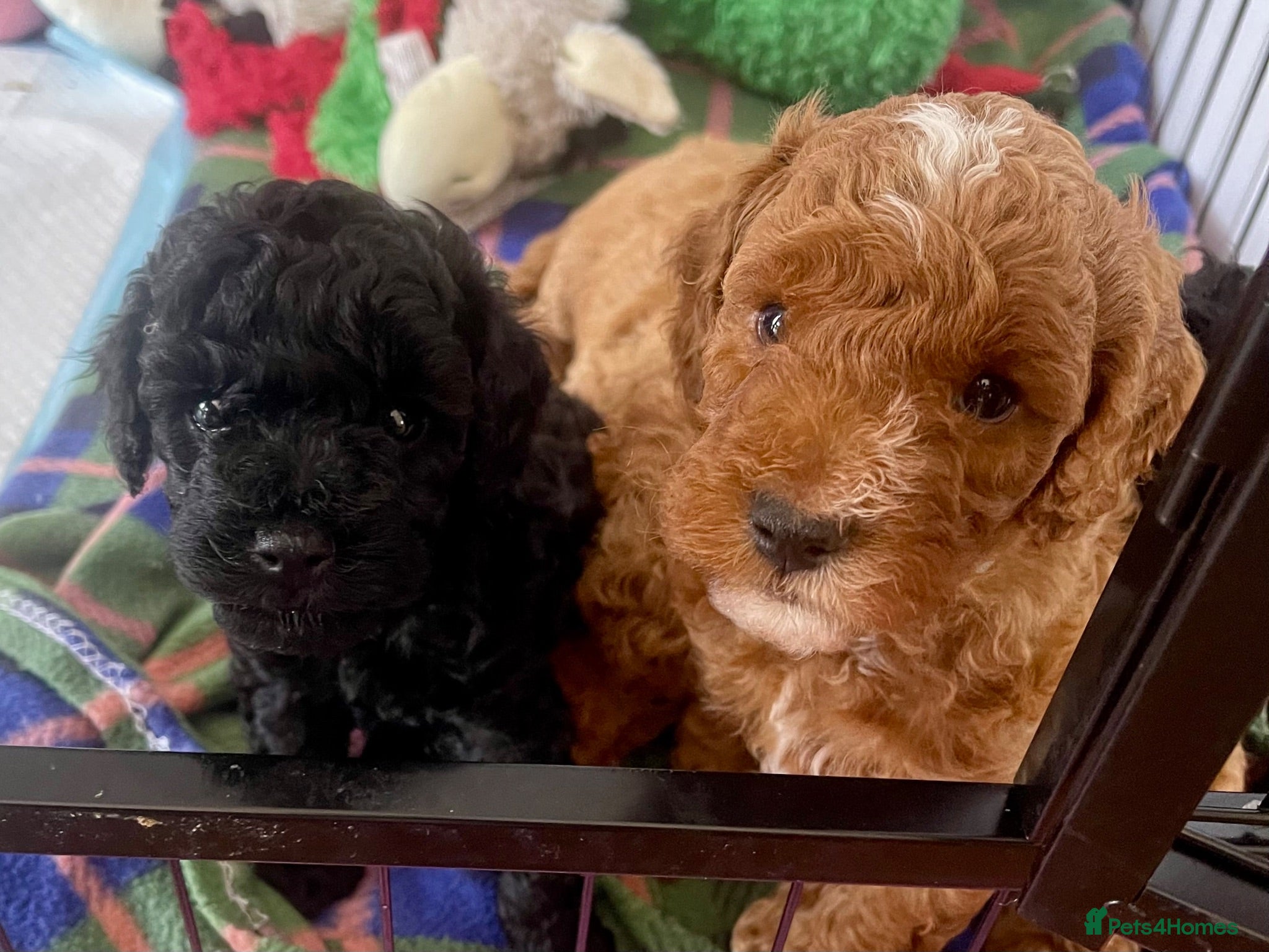 Maltipoo dogs F1b Toy Maltipoo Puppies Ready 22 July | Essex - Advert 1