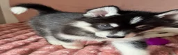 Mixed Breed dogs for sale: Crufts Line Husky x Malamute - Health tested 🐾 - Advert 20