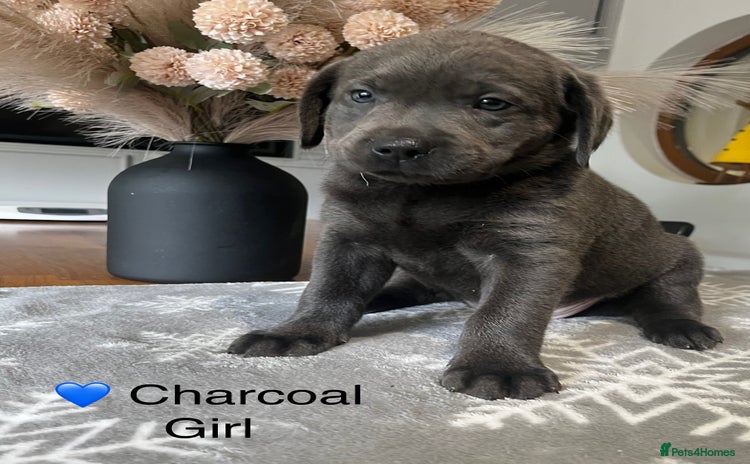 Labrador Retriever dogs - Advert 10