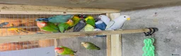 Mixed Breed birds for sale: Different types of birds *read description*  - Advert 6