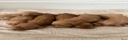 Cockapoo dogs for sale: Cockapoo puppies looking for they forever home  in Tredegar - Advert 23