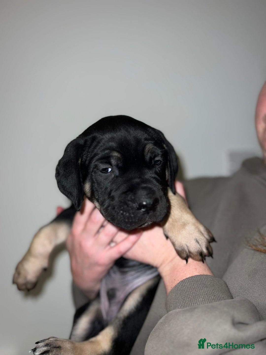 Cane Corso dogs for sale: Cane Corso puppies family reared no expense spared - Advert 9