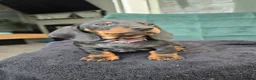 Dachshund dogs for sale: KC Standard Long Haired & Smooth Dachshund Puppies - Advert 18