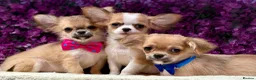 Chihuahua dogs for sale: Ready now Stunning long coat chihuahua’s  - Advert 9