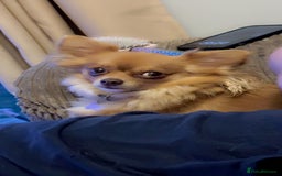 Chihuahua dogs for sale: 2 long haired male puppies 🐶  - Image 11