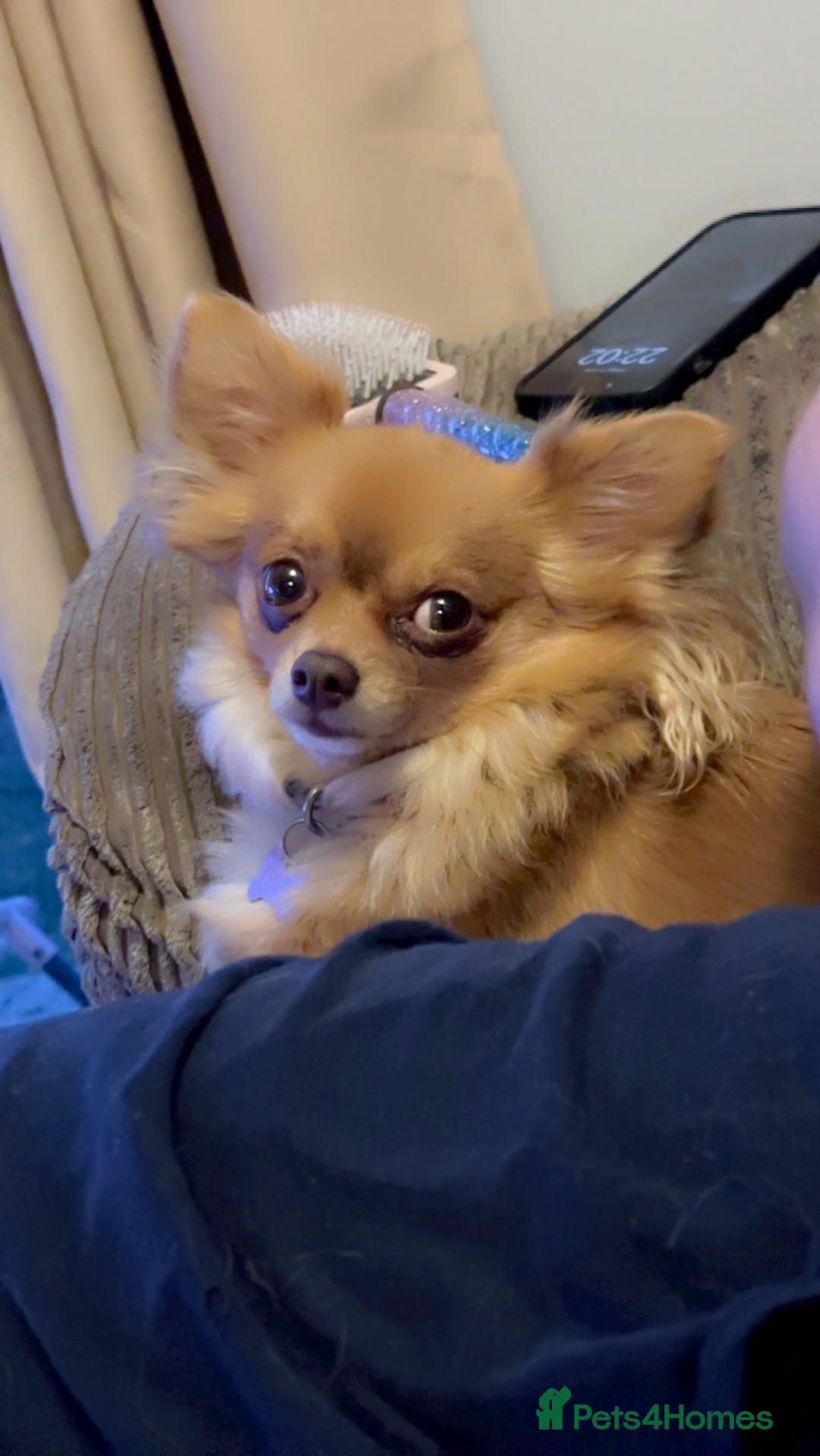 Chihuahua dogs for sale: 2 long haired male puppies 🐶  - Image 11