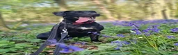 Mixed Breed dogs for adoption: Teddy - Advert 1